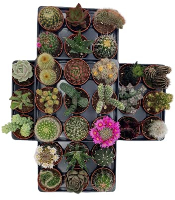 Box 30 Piante Grasse Vere Assortite in Vaso diametro 5,5 Collezione Mista di Succulente e Cactus