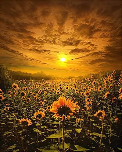 Zdklfm69 Malen nach Zahlen Ölgemälde nach Zahlen Landschaft Erwachsene Sonnenblume Sonnenuntergang auf Leinwand Ölbild Zeichnung Malen nach Zahlen Dekoration Geschenk 40x50cm