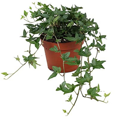 Hiedra de Interior | DECOALIVE | Planta Purificadora del Aire | Hiedra Natural | Planta Viva de Interior