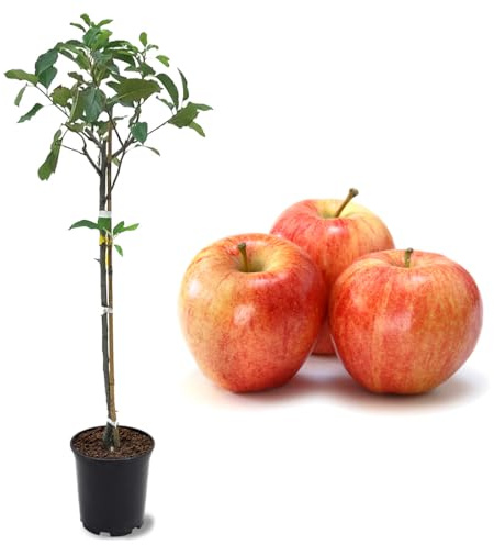 American Plant Exchange Live Gala Apple Tree, Fruit-Bearing Plant Pot for Harvest and Home and Garden Decor, 2-3' Tall, 1-Gallon Pot