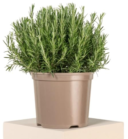 Rosmarinus | DECOALIVE | Planta Natural | Planta Romero Aromática
