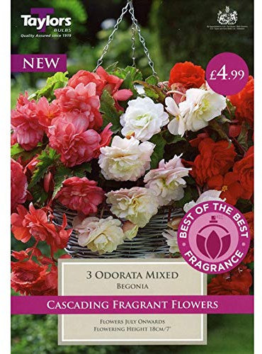 3 x Begonia Odorata Mixed (1)