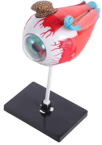 Ipetboom Realistic Eye Model Educational Anatomy for Structure Learning Aid and Engaging for Home School Kindergarten for Family Interaction and Scientific Exploration