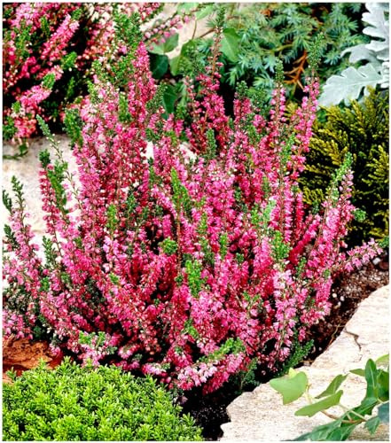 GrowOn Shrubs [x4] Scottish Heather Calluna Vulgaris 'Allegro' | Multi-Pack | Evergreen Shrubs | Outdoor Garden Ready Plants | Summer and Autumn Flowering | Red Flowers