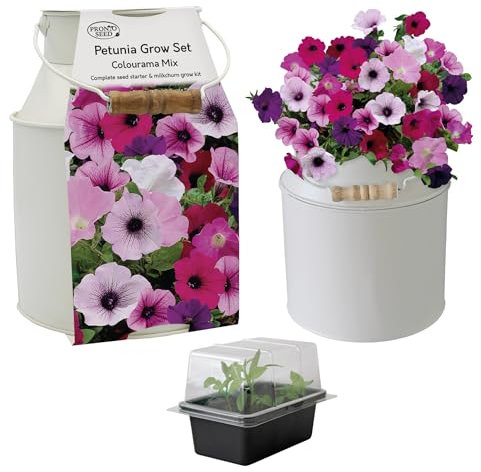 Pronto Seed Petunia Growing Kit with Decorative Milkchurn Planter - Complete Indoor Seed Starter Gift Set - Charming Garden Display Set for Sunny Windowsills (Petunia - Milk Churn Planter)