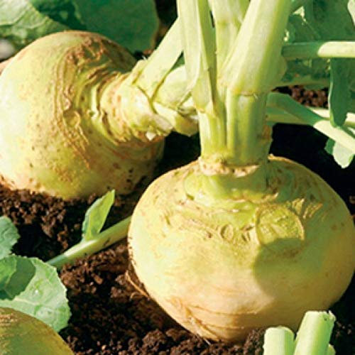 Rue - Ruta Graveolens (50 Seeds) : Seeds Only