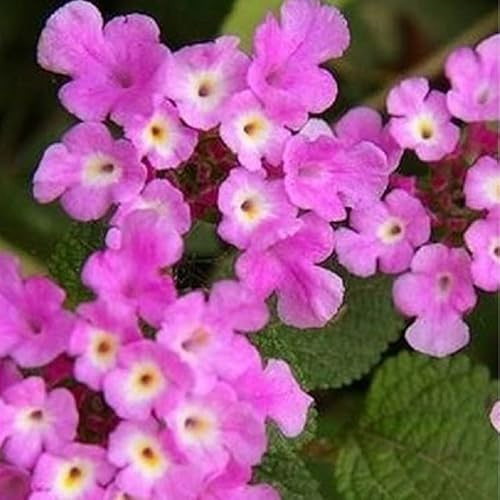 Pianta Lantana Sellowiana