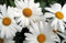 margarita, shasta, perenne, flor blanca, 500 semillas