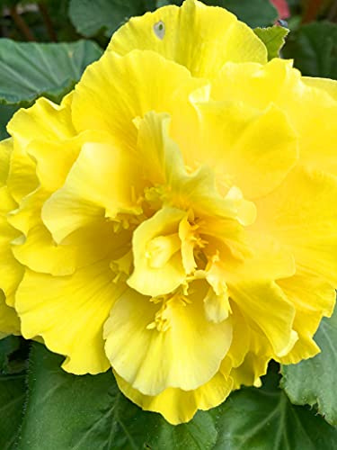 3 x Hardy Begonia Corms Yellow (to Plant Yourself) Free UK Postage