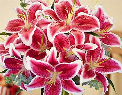 (10) Stargazer Lilies, Large Flowering Bulbs, Fragrant & Beautiful Flowers