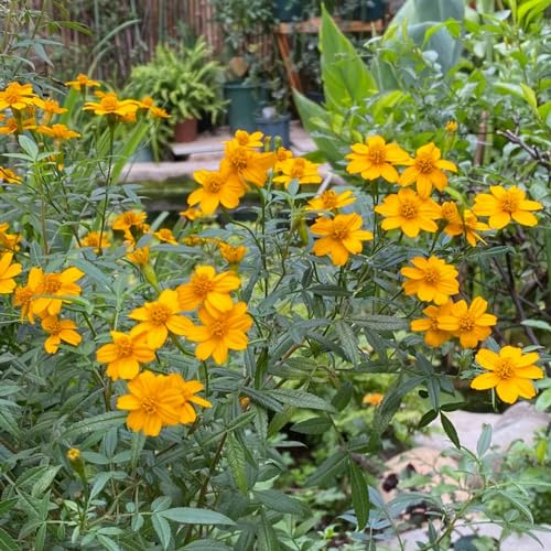 ringelblumensamen bio, winterhart Studentenblume,tagetes pflanzensamen für garten wild bodendecker 800pcs