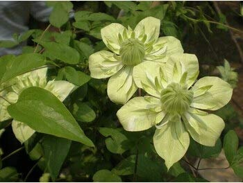 Light Yellow : 100Pcs Clematis Seeds,Clematis Plant Seeds Clematis Florida Thunb Flower Seeds for Garden Home Bonsai Planting