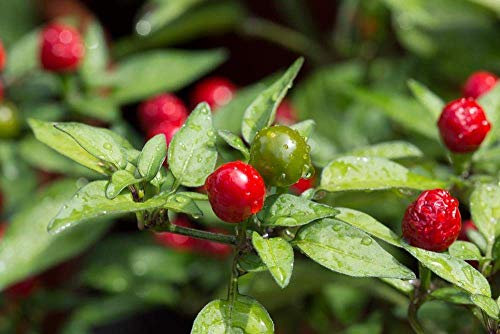 Hot Chili Chiltepin 10 semi, Uccello peppar