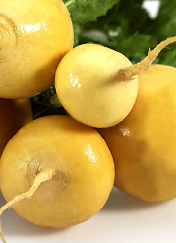 Seedeo® Stoppelrübe Golden Ball (Brassica rapa rapa) ca. 200 Samen