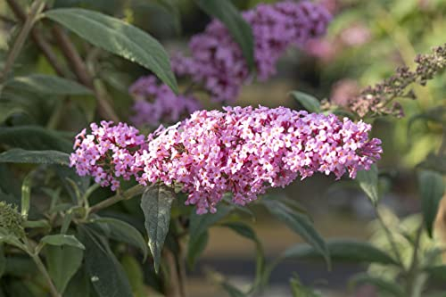 Buddleja davidii 'Pink Panther' 40-60 cm – Winterhart, Mehrjährig, Pflegeleicht – Schmetterlingsflieder – Zierstrauch für Garten & Kübel