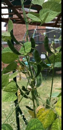 Buy4seeds 8 Seeds Hyacinth Beans Easy to Grow Garden