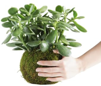 DECOALIVE Planta de Jade en Kokedama Fácil Cuidado
