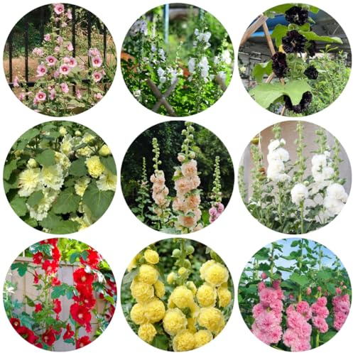 malvarosa semi di selvatici recisi semi di malvarosa selvatici da balcone per gli amanti da giardino sul balcone decorazioni giardino per esterni, 350semi