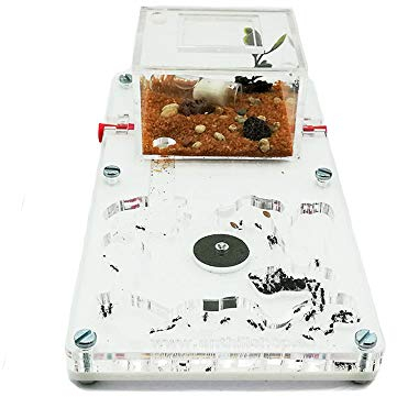 ANTHILLSHOP Ant Farm - Acryl Ameisenfarm 10x20cm mit Deckel | Schaumstoff-Feuchtigkeitssystem | Transparent | Free Ameisen enthalten