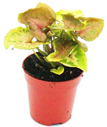 Mini-Pflanze Syngonium Purpurtute Baby-Plant im 5,5cm Topf