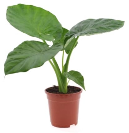 Planta natural Alocasia Macrorrhiza. Altura planta 30-40 cm. Planta tropical con hojas grandes y brillantes, ideal para interiores. Segura Garden.