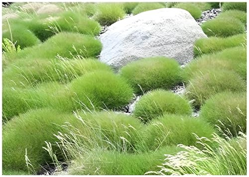 Stauden Gänge 50 x Festuca gautieri 'Pic Carlit' (Ziergras/Gräser/Winterhart/Mehrjährig/Immergrün/Staude) Bärenfellgras - Die perfekte Wahl für bodendeckende Eleganz - perfekter Bodendecker