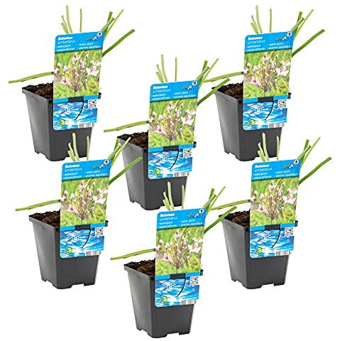 Bloomique - 6er-Set - Butomus Umballatus - Schwanenblume - Teichpflanzen Winterhart - Wasserpflanzen - Zone 2-3 - Höhe 10-20 cm - Topf 9 cm