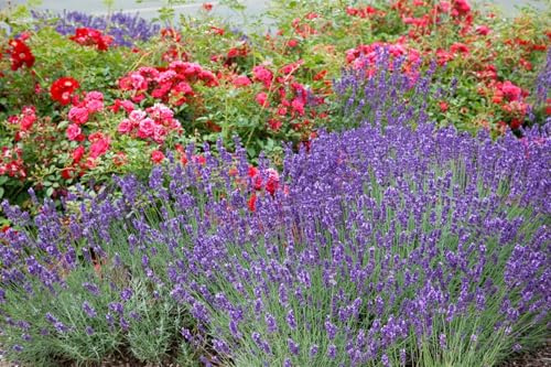 Lavandula x intermedia 'Grosso' 9x9 cm Topf – Winterhart, Mehrjährig, Pflegeleicht – Lavendel – Duftpflanze für Beet & Kübel