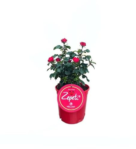 Rosal Meilland Zepeti Planta de Floración Abundante con Gran Fragancia