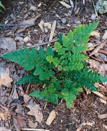 Dryopteris dilatata 9x9 cm Topf – Winterhart, Mehrjährig, Pflegeleicht – Breitblättriger Dornfarn – Schattenpflanze für Garten & Beet