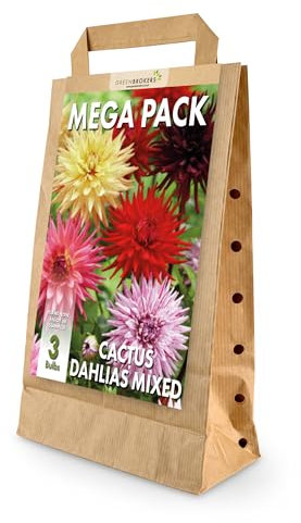 Mega Pack Cactus Dahlias Bulbs | 3 Mixed Summer Flowering Bulbs | Bee & Butterfly Friendly | Eco Packaging | Premium Holland Selection Quality