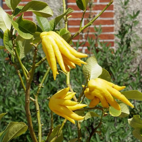 Semi di limone mano di Buddha-Semi di bergamotto-frutto colonnare resistente da giardino,da giardino vaso per,da giardino 50pcs
