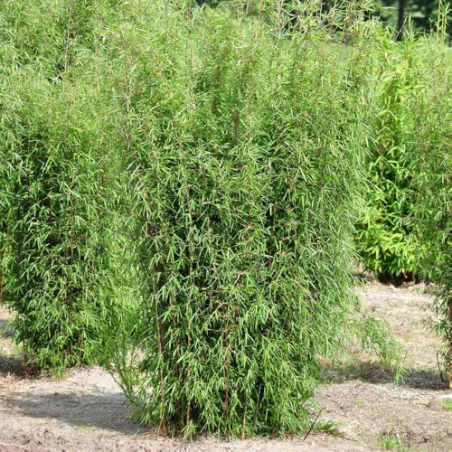 Bambus, Fargesia 'Jiuzhaigou 1', Höhe 80-100 cm, Topf 7,5 Liter