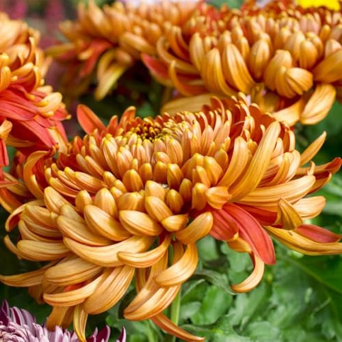 Semi di crisantemo di primavera resistenti per giardino del balcone prato selvaggio perenne 550pz