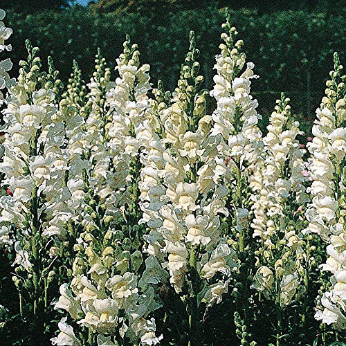 Antirrhinum majus ‘Royal Bride’, Snapdragon (400 Seeds) by Thompson and Morgan