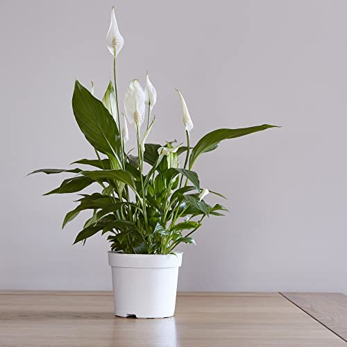 Peace Lily Plants Air Purifying and Filtering Grow Your Own Indoor House Plants, 3X Spathiphyllum Torelli ‘Air So Pure’ Plant in a 12cm Pot by Thompson and Morgan