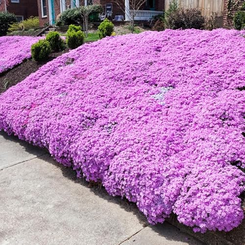 Pink Creeping Phlox Plant Live, Groundcover Creeping Phlox Plants - Size 4 Inch Pot, No Pot