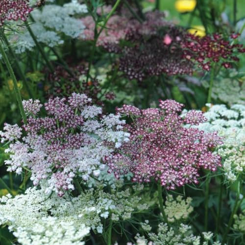Daucus carota 'Dara' Seeds - Hardy Annual Ornamental Wild Carrot, Pink and Burgundy Blooms for Cottage Gardens and Borders - 1 Packet (75 Seeds) by Thompson & Morgan