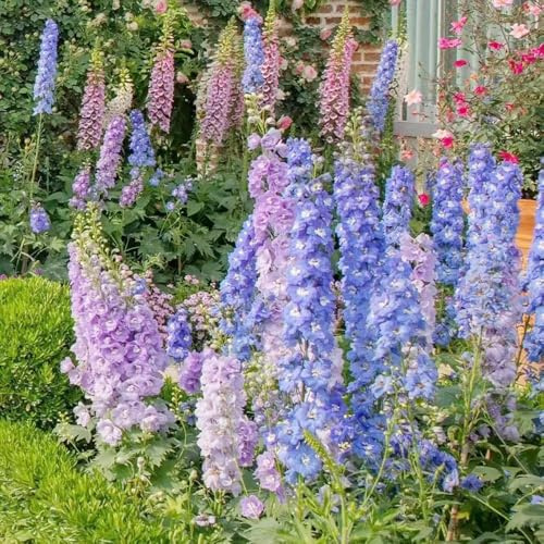 Semi di delphinium, perenne resistente di balcone giardino primavera semi di delphinium esotico per decorazione 120pcs