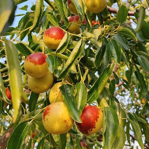 pastilla perenne resistenti colonnari enani semi organici Camas 5pcs