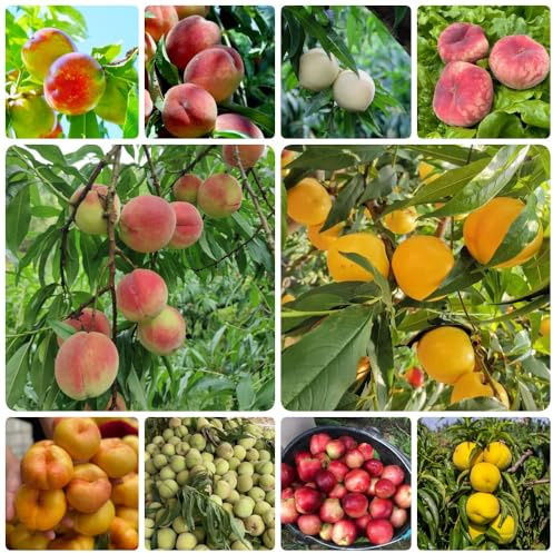 semi di pesco, balcone resistenti Prunus persica, fresca colonnari, esotiche colonnare 20pcs