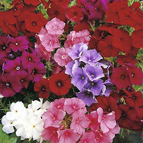 50 Phlox Drumondii Dwarf Beauty Mix Seeds - Mixed Colour Flowers - 50 Seeds