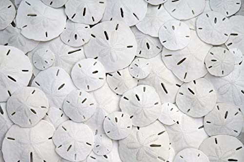 Lot de 50 petits dollars de sable de 2,5 à 3,8 cm – Artisanat en coquillages de mariage – Cueillis à la main et emballé professionnellement