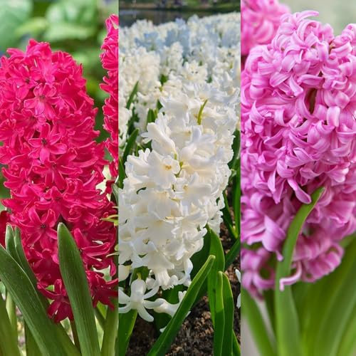 Carbeth Plants - 30 x Hyacinth Spring Bulbs Berries & Cream Mix - Highly Fragrant Outdoor Flowering Perennials - UK Hardy Low Maintenance Pollinator Friendly - Grow in Beds, Borders and Patio Pots