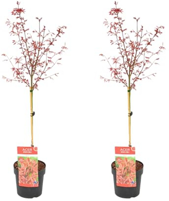 Bloomique - 2er-Set - Acer palmatum shaina - Fächerahorn auf Stamm - Gartenpflanzen - Baum - winterhart - 80-100cm hoch - Topf 19cm