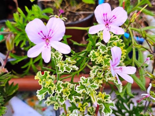Pelargonium crispum 'Variegatum' / Géranium au parfum de pamplemousse/Conteneur de 3 à 4 litres/Vivace Odorante