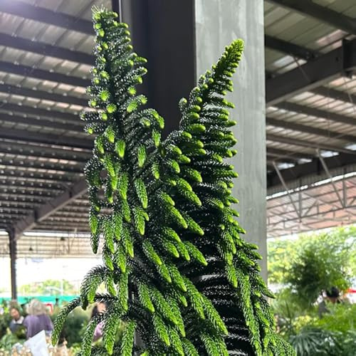 araucaria araucana - exotische zimmerpflanzen baumsamen kaufen dekoration wohnzimmer gartenpflanzen winterhart mehrjährig 65samen