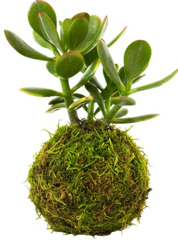 Kokedama Artesanal Planta de Jade DECOALIVE Suculenta Natural