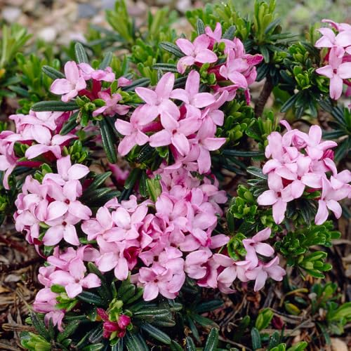 YouGarden Daphne 'Pink Fragrance', 25cm Tall Established Plant in 13cm Pot, Highly Fragrant, Long-Flowering, Great for Pots