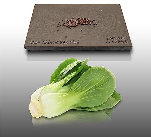 100 Grines à semer - Le Grenier d'Abondance - CHOU CHINOIS Pack Choi - Brassica rapa